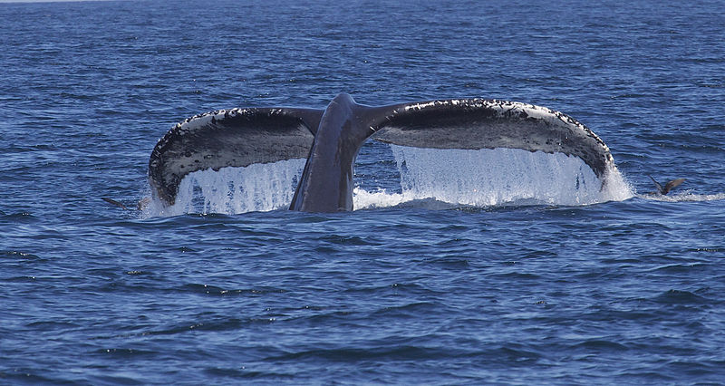 humpback_whale_megaptera_novaeangliae_16097762829