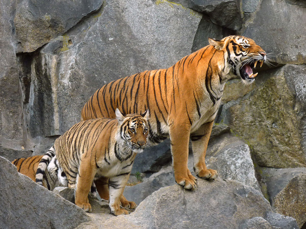 tigers