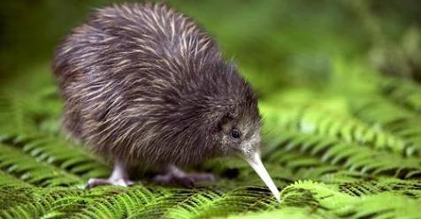 baby-kiwi